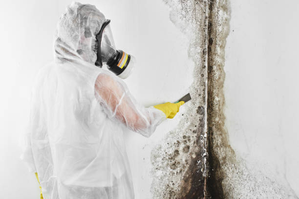 Best Mold Testing  in Hubbard, TX