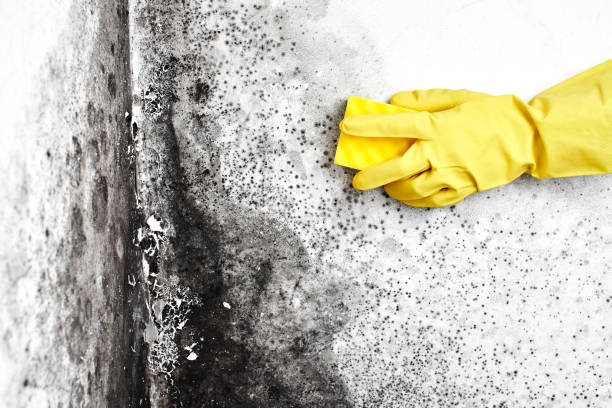 Best Crawl Space Mold Removal  in Hubbard, TX