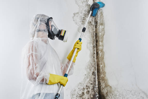 Best Mold Removal Company Near Me  in Hubbard, TX