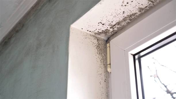 Mold Removal Process in Hubbard, TX
