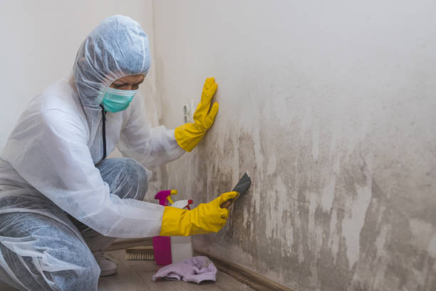 Best Mold Remediation  in Hubbard, TX