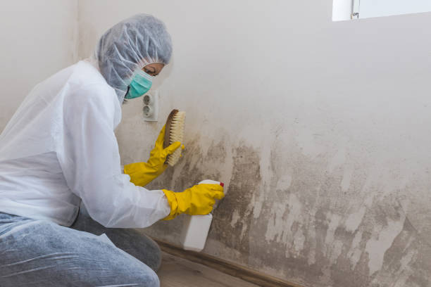 Best Local Mold Removal Service  in Hubbard, TX