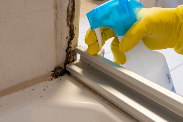 Best Mold Remediation Services  in Hubbard, TX