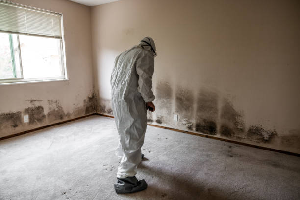 Best Commercial Mold Removal  in Hubbard, TX