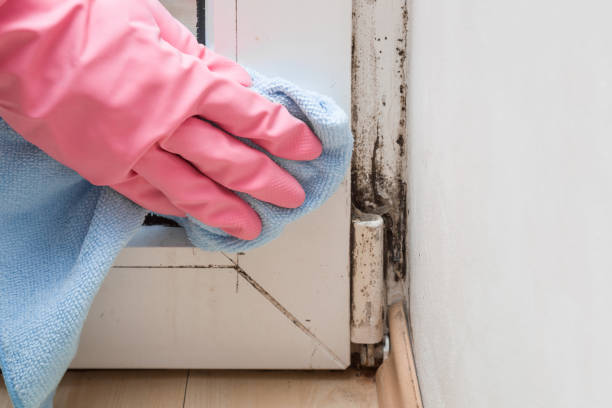 Best Emergency Mold Removal  in Hubbard, TX