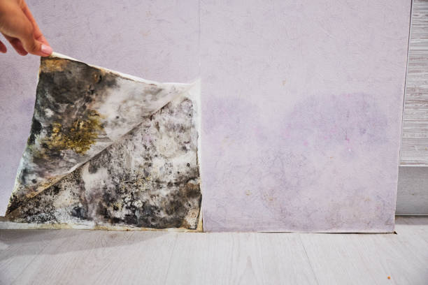 Best Mold Remediation Experts  in Hubbard, TX